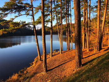 Trees by lake in forest during autumn