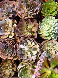 Full frame shot of succulent plants