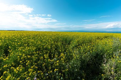 Scenic view of oilseed rape field against sky