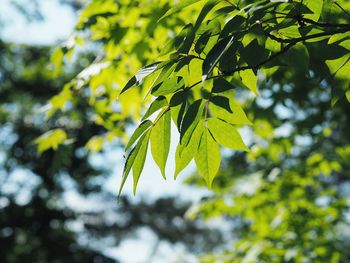 Low angle view of tree