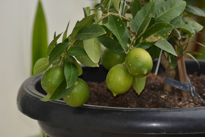 Close-up of green fruits on potted plant