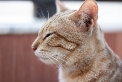 Close-up of cat looking away