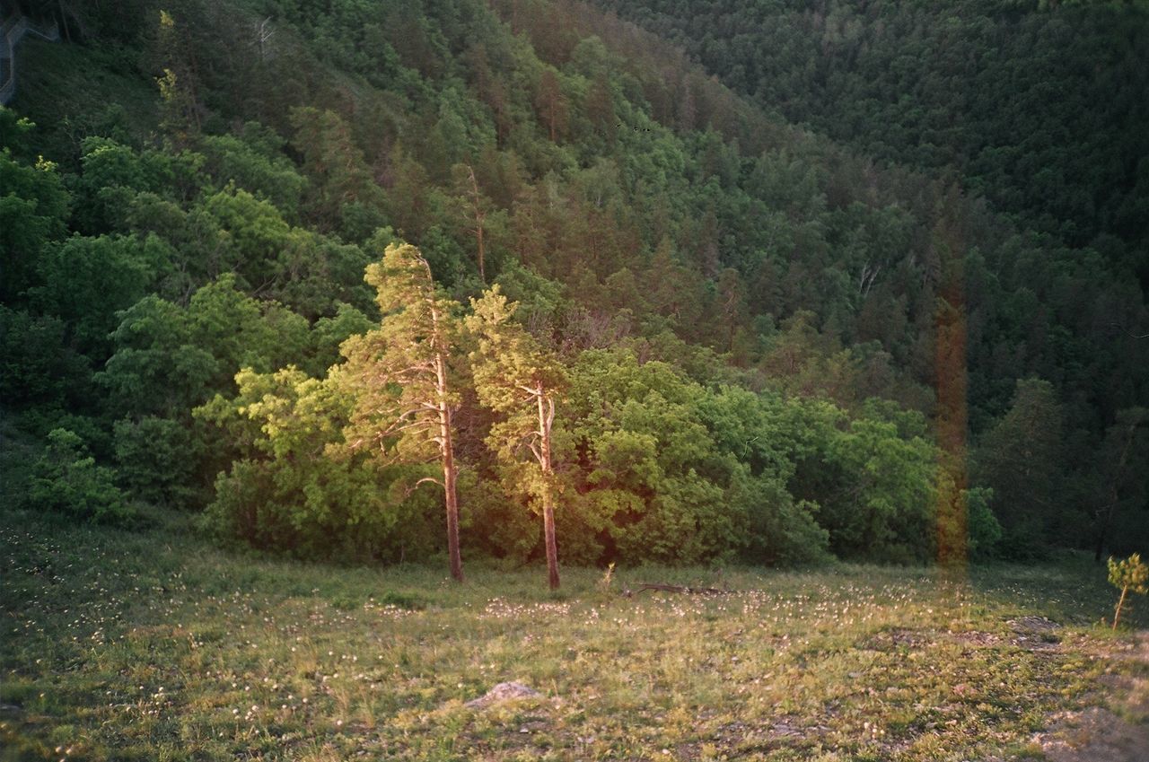 VIEW OF FOREST