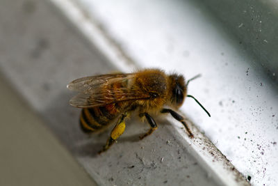 Close-up of bee