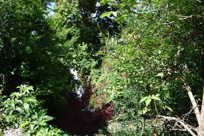 Low angle view of trees in forest