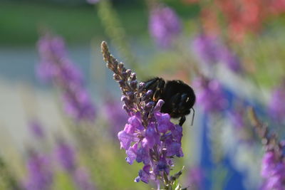 Close-up of purple flowers