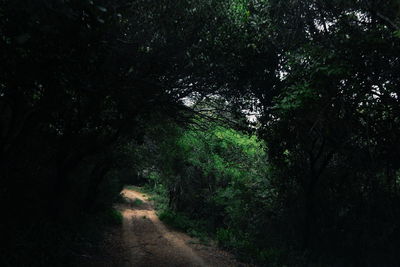 Road amidst trees in forest