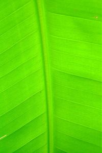 Full frame shot of green leaf