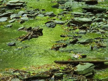 High angle view of fishes swimming in lake