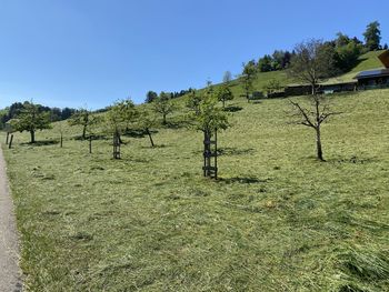 Trees on field against clear sky