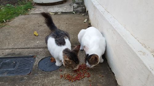 High angle view of ducks on floor
