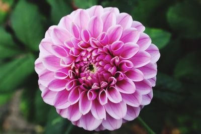 Close-up of pink flower