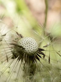 Close-up of thistle