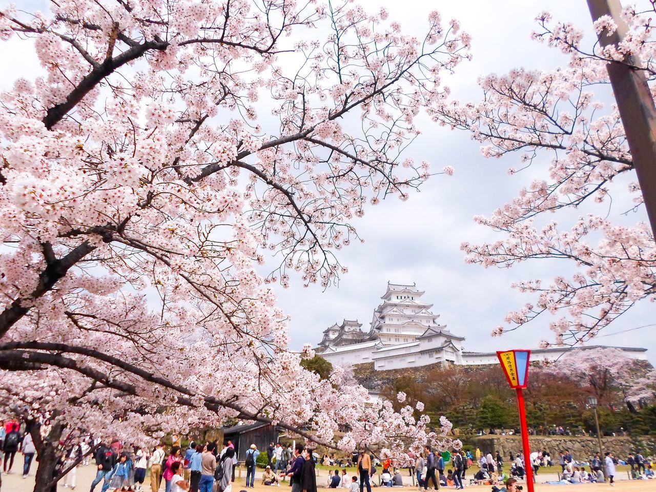 VIEW OF CHERRY BLOSSOM TREES