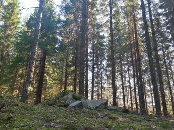 Trees in forest