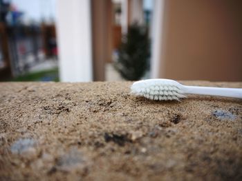 Close-up of a shells on sand