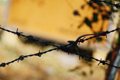 Close-up of barbed wire