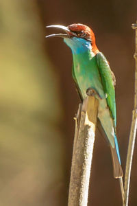 Close-up of bird perching on a branch