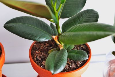 Rubber tree