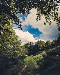 Trees on field against sky