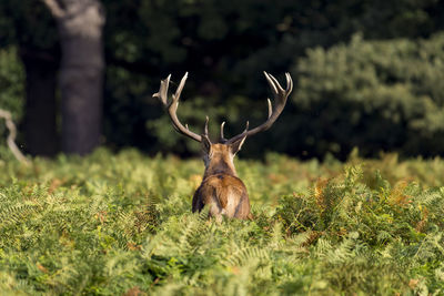 Deer on field