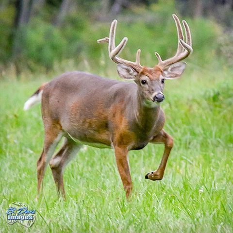 animal themes, grass, one animal, field, mammal, grassy, focus on foreground, domestic animals, green color, animals in the wild, full length, deer, wildlife, day, outdoors, nature, standing, two animals, portrait, running