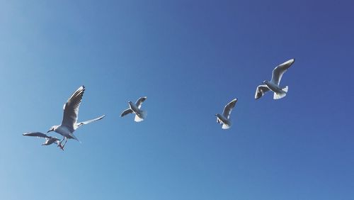 Low angle view of seagull flying against blue sky