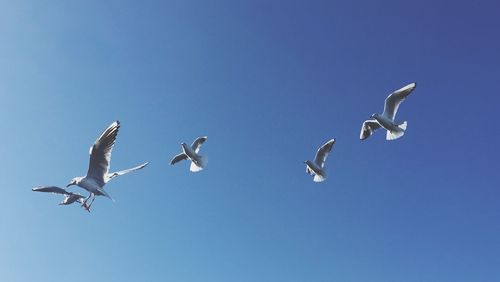 Low angle view of seagulls flying against clear blue sky