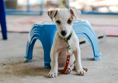 Portrait of dog with pet leash sitting outdoors