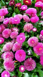 High angle view of pink flowering plants