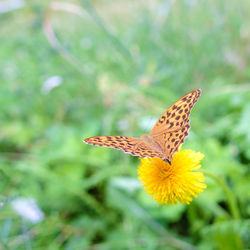 Close-up of butterfly on flower