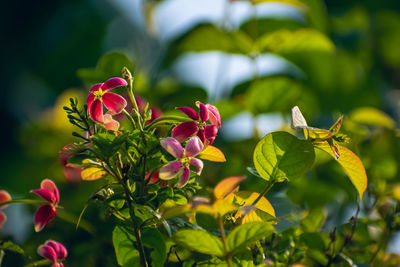 Close-up of flowering plant