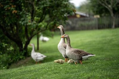 Close-up of duck on field