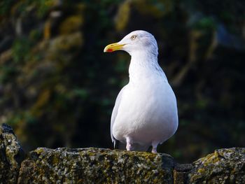 Close-up of bird perching on rock