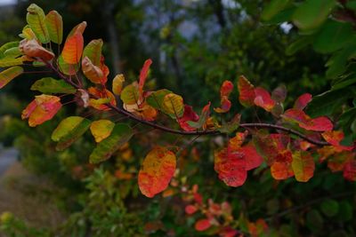 Close-up of autumn leaves on branch