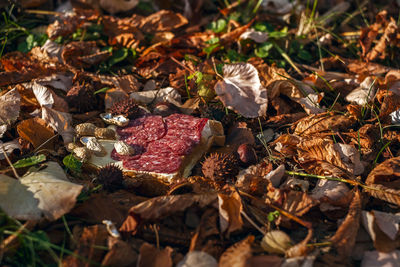 Close-up of autumn leaves on field