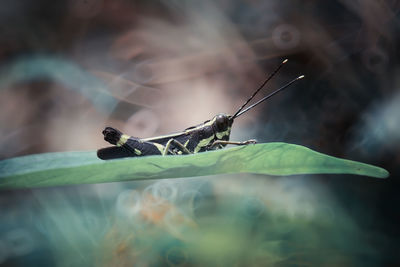 Close up grasshopper on leaf