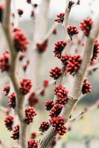 Close-up of red berries on tree