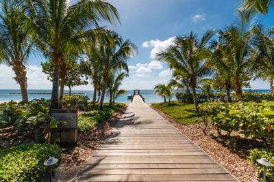 Boardwalk amidst palm trees against sky