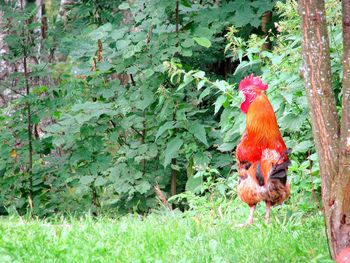 Rooster on field