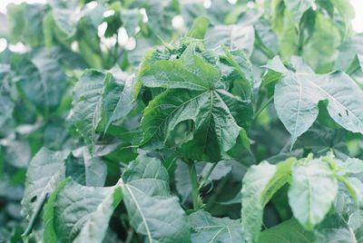 Close-up of fresh green leaves