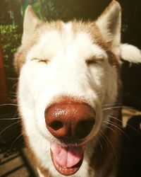 Close-up portrait of dog