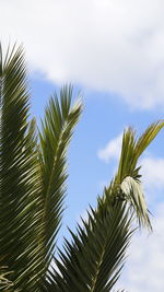 Low angle view of palm tree against sky