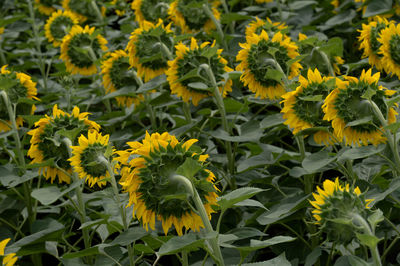 Close-up of sunflower