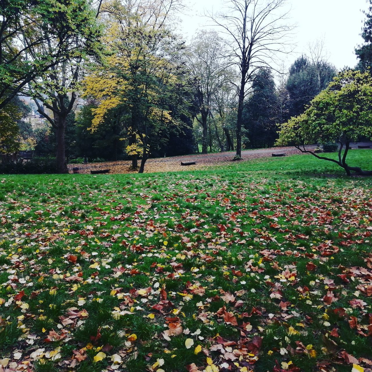 VIEW OF FLOWERING TREES IN PARK