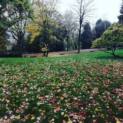 View of flowering trees in park during autumn