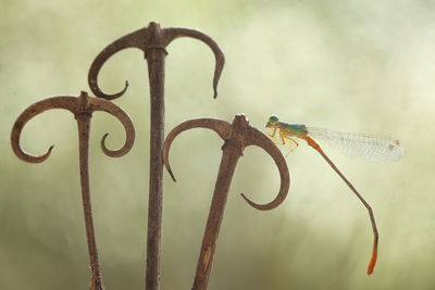 Dragonflies and unique leaves