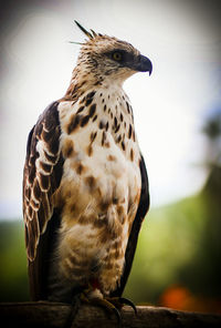 Close-up of a bird