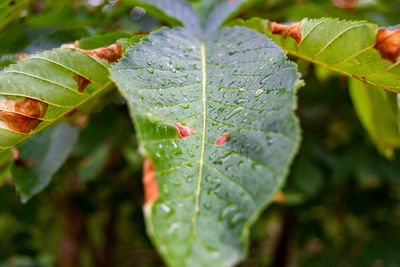 Close-up of wet leaf