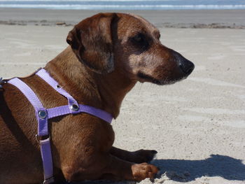 Close-up of dog on beach against sky